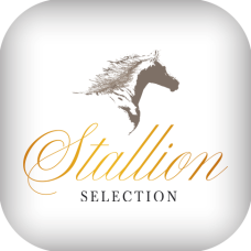 Stallion Selection