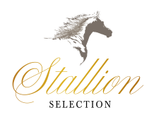 Logo Stallion + Konska Glava